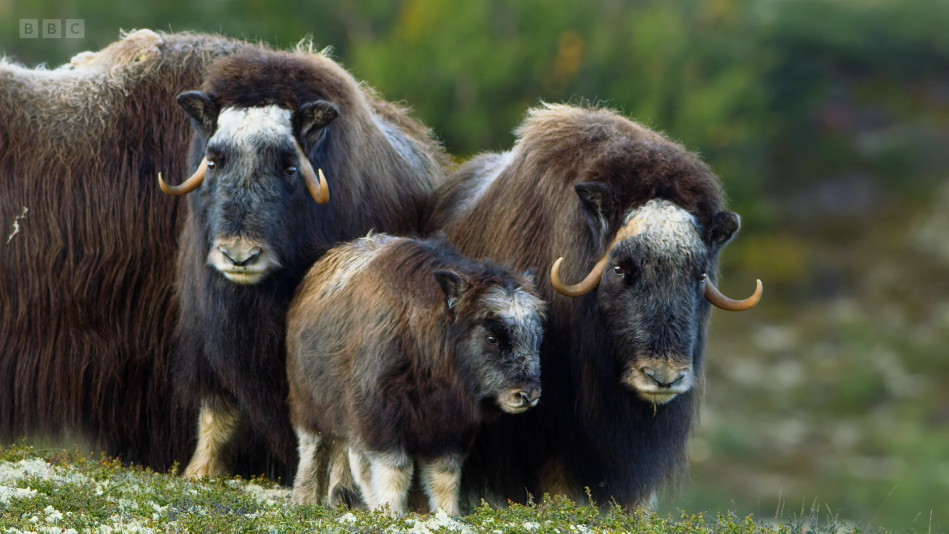 Muskox (Ovibos moschatus) as shown in Seven Worlds, One Planet - Europe